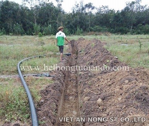 Dự án: Tưới cam bằng béc 8 tia đỏ tại Đồng Nai