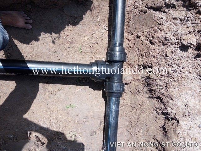 Dự án: Tưới cam bằng béc 8 tia đỏ tại Đồng Nai