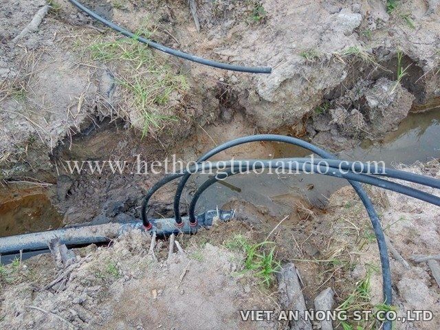 Dự án: Tưới cam bằng béc 8 tia đỏ tại Đồng Nai
