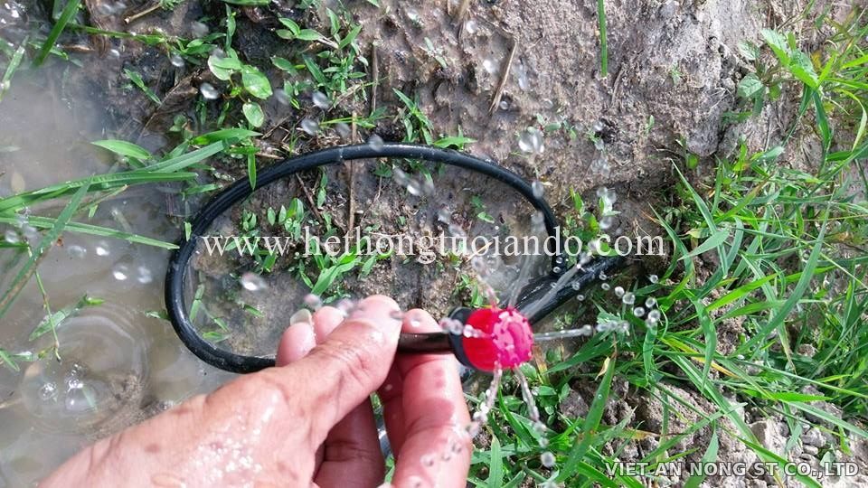 Dự án: Tưới cam bằng béc 8 tia đỏ tại Đồng Nai