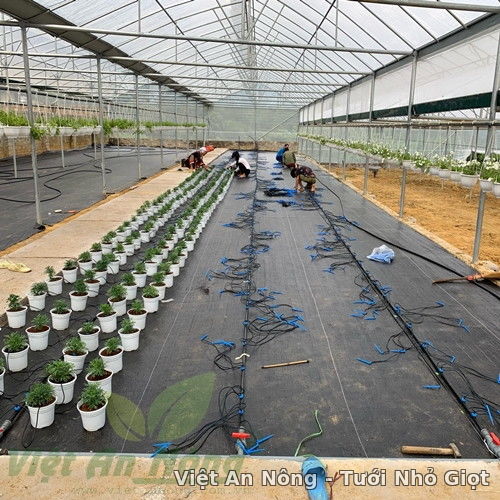Tưới nhỏ giọt KNet 4 cho cây hoa chậu nhà kính ở Quảng Ninh 5