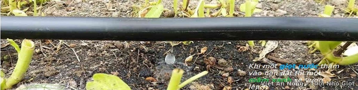 Dây nhỏ giọt Hàn Quốc